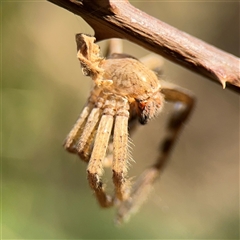 Neosparassus calligaster at Kambah, ACT - 3 Jan 2025 05:45 PM