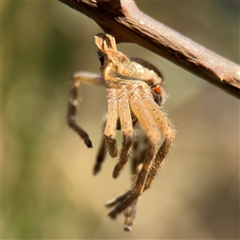 Neosparassus calligaster at Kambah, ACT - 3 Jan 2025 05:45 PM
