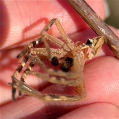 Neosparassus calligaster at Kambah, ACT - 3 Jan 2025 05:45 PM