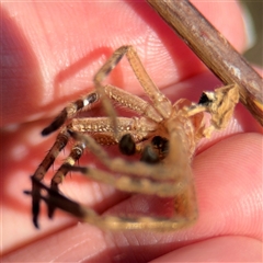 Neosparassus calligaster at Kambah, ACT - 3 Jan 2025 05:45 PM