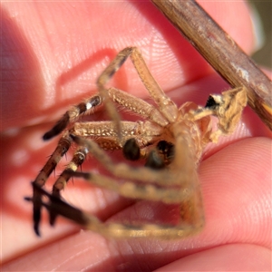 Neosparassus calligaster at Kambah, ACT - 3 Jan 2025 05:45 PM