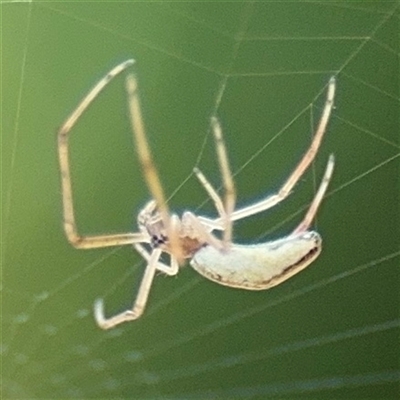 Tetragnatha demissa (Crouching Long-jawed Spider) at Kambah, ACT - 3 Jan 2025 by Hejor1