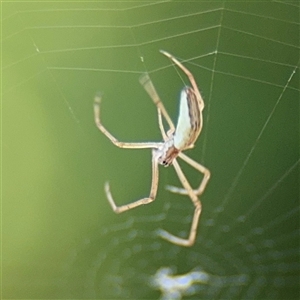 Tetragnatha demissa at Kambah, ACT - 3 Jan 2025 05:44 PM