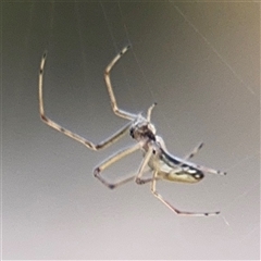 Tetragnatha demissa at Kambah, ACT - 3 Jan 2025 05:44 PM