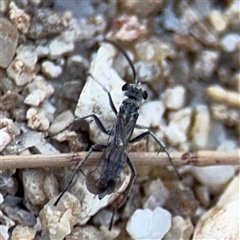 Pompilidae (family) (Unidentified Spider wasp) at Kambah, ACT - 3 Jan 2025 by Hejor1