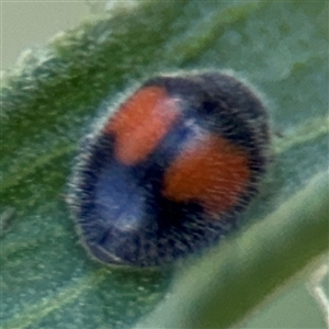 Diomus notescens at Kambah, ACT - 3 Jan 2025 05:39 PM