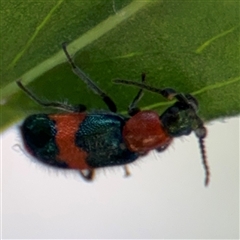 Dicranolaius bellulus (Red and Blue Pollen Beetle) at Kambah, ACT - 3 Jan 2025 by Hejor1