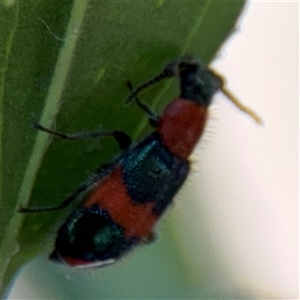 Dicranolaius bellulus at Kambah, ACT - 3 Jan 2025 05:36 PM