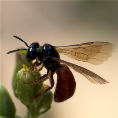 Exoneura sp. (genus) (A reed bee) at Kambah, ACT - 3 Jan 2025 by Hejor1