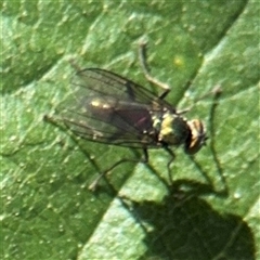 Dolichopodidae (family) (Unidentified Long-legged fly) at Kambah, ACT - 3 Jan 2025 by Hejor1