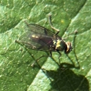 Dolichopodidae (family) at Kambah, ACT - 3 Jan 2025 05:30 PM