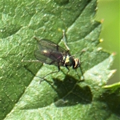 Dolichopodidae (family) at Kambah, ACT - 3 Jan 2025 05:30 PM