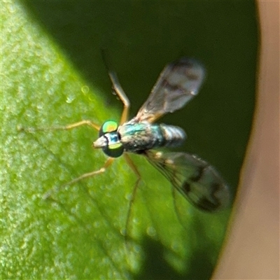 Dolichopodidae (family) (Unidentified Long-legged fly) at Kambah, ACT - 3 Jan 2025 by Hejor1