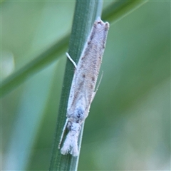 Culladia cuneiferellus (Crambinae moth) at Kambah, ACT - 3 Jan 2025 by Hejor1