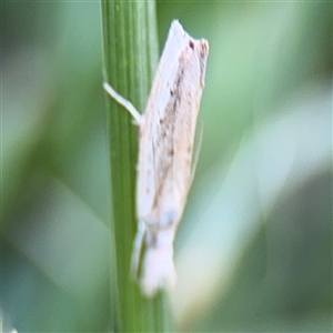 Culladia cuneiferellus at Kambah, ACT - 3 Jan 2025