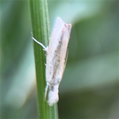 Culladia cuneiferellus at Kambah, ACT - 3 Jan 2025