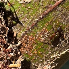 Papyrius sp. (genus) (A Coconut Ant) at Kambah, ACT - 3 Jan 2025 by Hejor1