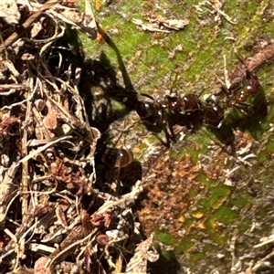 Papyrius sp. (genus) at Kambah, ACT - 3 Jan 2025