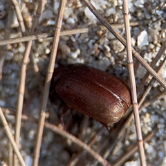 Sericesthis sp. (genus) (A cockchafer) at Kambah, ACT - 3 Jan 2025 by Hejor1