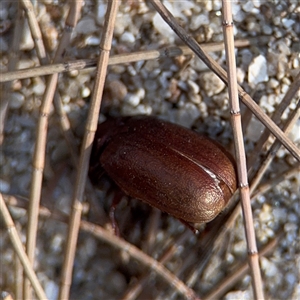 Sericesthis sp. (genus) at Kambah, ACT - 3 Jan 2025