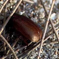 Sericesthis sp. (genus) at Kambah, ACT - 3 Jan 2025