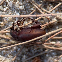 Sericesthis sp. (genus) at Kambah, ACT - 3 Jan 2025