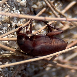 Sericesthis sp. (genus) at Kambah, ACT - 3 Jan 2025