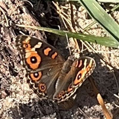 Junonia villida (Meadow Argus) at Kambah, ACT - 3 Jan 2025 by Hejor1