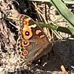 Junonia villida at Kambah, ACT - 3 Jan 2025