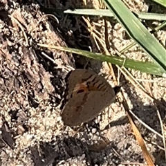 Junonia villida at Kambah, ACT - 3 Jan 2025