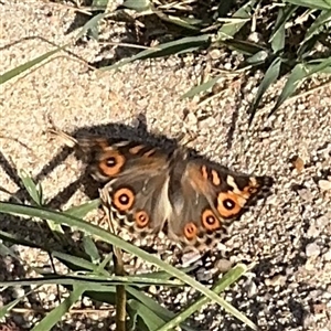 Junonia villida at Kambah, ACT - 3 Jan 2025