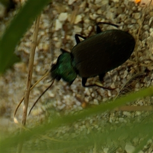 Chlaenius australis at Kambah, ACT - 3 Jan 2025