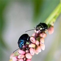 Alticini (tribe) (Unidentified flea beetle) at Kambah, ACT - 3 Jan 2025 by Hejor1