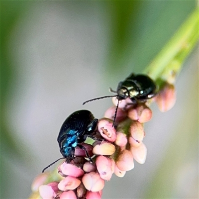 Alticini (tribe) (Unidentified flea beetle) at Kambah, ACT - 3 Jan 2025 by Hejor1