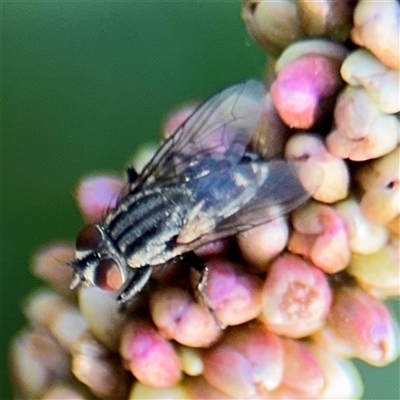 Sarcophagidae sp. (family) (Unidentified flesh fly) at Kambah, ACT - 3 Jan 2025 by Hejor1