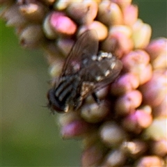 Sarcophagidae (family) at Kambah, ACT - 3 Jan 2025 06:01 PM