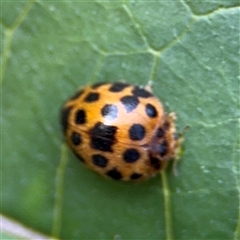 Epilachna vigintioctopunctata (28-spotted potato ladybird or Hadda beetle) at Kambah, ACT - 3 Jan 2025 by Hejor1