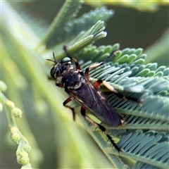 Thereutria amaraca (Spine-legged Robber Fly) at Kambah, ACT - 3 Jan 2025 by Hejor1