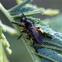 Thereutria amaraca at Kambah, ACT - 3 Jan 2025 06:06 PM