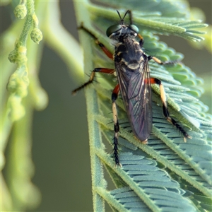 Thereutria amaraca at Kambah, ACT - 3 Jan 2025 06:06 PM