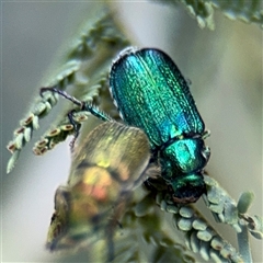 Diphucephala sp. (genus) (Green Scarab Beetle) at Kambah, ACT - 3 Jan 2025 by Hejor1