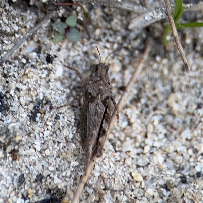 Paratettix australis (A pygmy grasshopper) at Kambah, ACT - 3 Jan 2025 by Hejor1