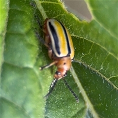 Lema (Quasilema) daturaphila (Three-lined potato beetle) at Kambah, ACT - 3 Jan 2025 by Hejor1