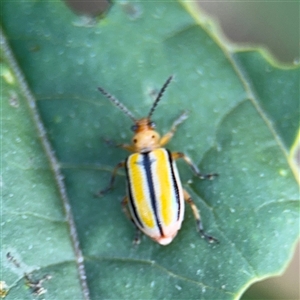 Lema (Quasilema) daturaphila at Kambah, ACT - 3 Jan 2025