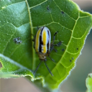 Lema (Quasilema) daturaphila at Kambah, ACT - 3 Jan 2025