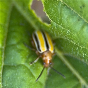 Lema (Quasilema) daturaphila at Kambah, ACT - 3 Jan 2025