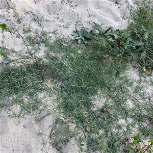 Polygonum aviculare at Kambah, ACT - 3 Jan 2025