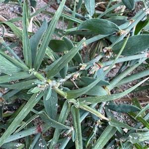 Polygonum aviculare at Kambah, ACT - 3 Jan 2025