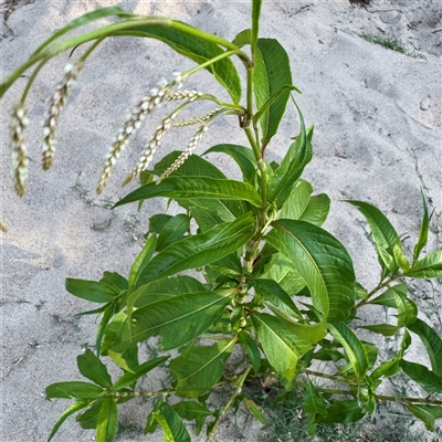 Persicaria lapathifolia (Pale Knotweed) at Kambah, ACT - 3 Jan 2025 by Hejor1