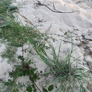 Bromus catharticus at Kambah, ACT - 3 Jan 2025 06:15 PM